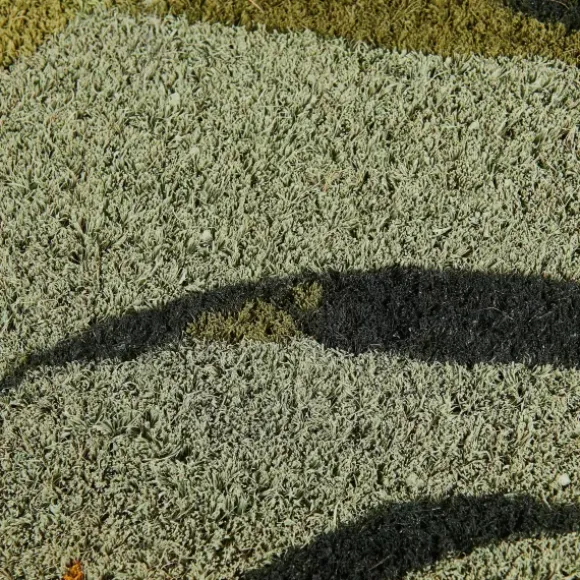 Bambou Capacho Verde