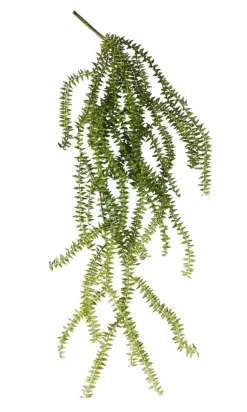 Fern Ramo De Samambaia Verde